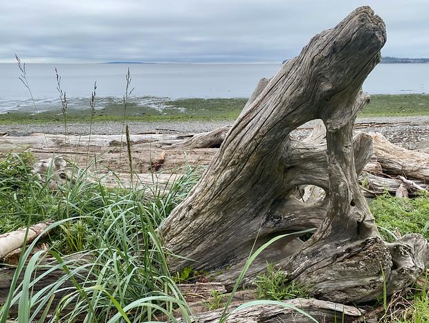 Photo 3 for Beach Shells at Birch Bay State Park