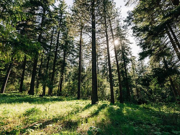 Photo 10 for Tiny Forest Cabin in Cle Elum