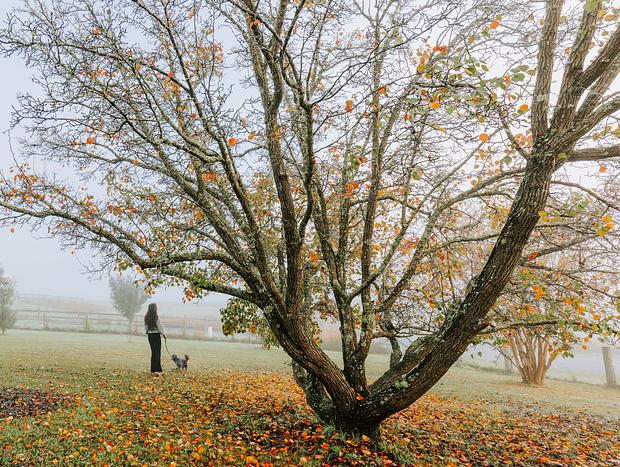 Photo 14 for Misty Mornings in Waukivory