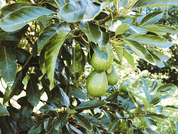 Photo 3 for Picnic Amongst the Avocado Trees