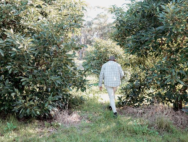 Photo 4 for Picnic Amongst the Avocado Trees