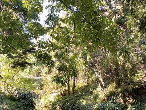 Photo 20 for Native Forest Retreat - Rosemount Green