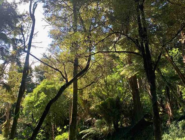 Photo 19 for Native Forest Retreat - Rosemount Green