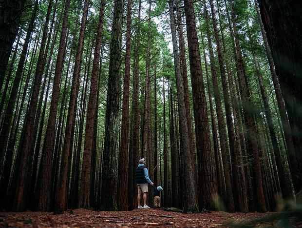 Photo 1 for Redwoods Bush Walk