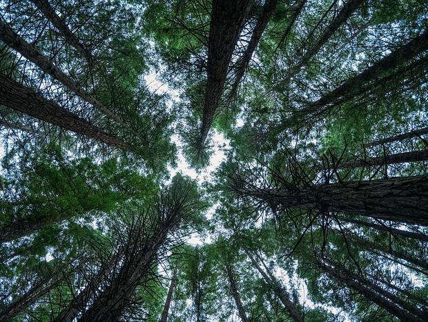 Photo 2 for Redwoods Bush Walk