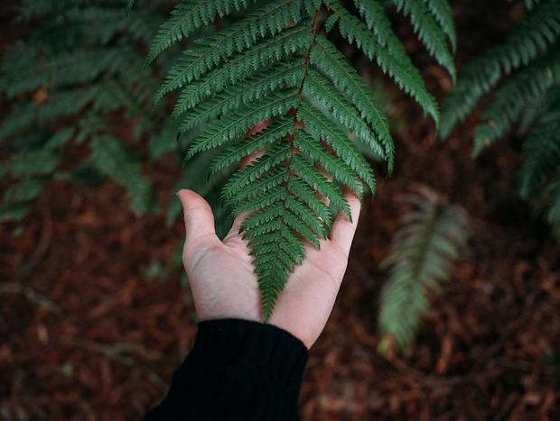 Photo 3 for Redwoods Bush Walk