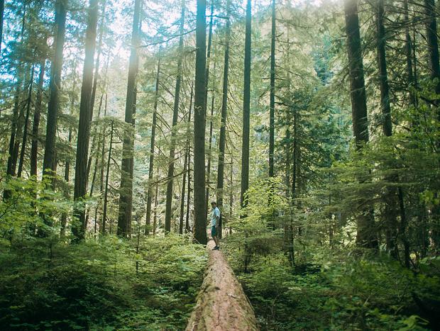 Photo 1 for Tatoosh Trail