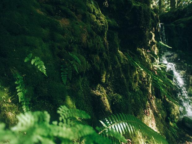 Photo 4 for Tatoosh Trail