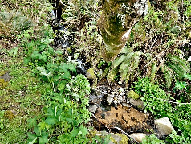 Photo 22 for Ocean Creek Haus - Ocean Views & Babbling Creek