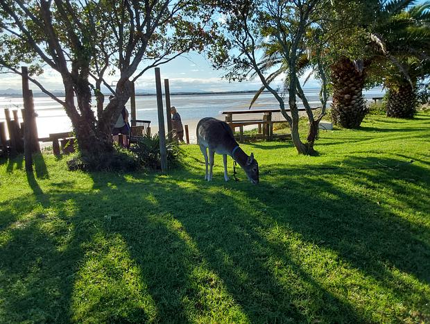 Photo 29 for Pahoia Beachfront Cabins