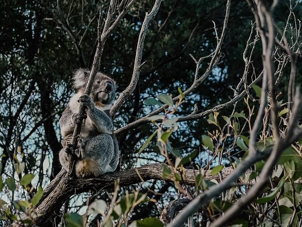 Photo 2 for Go Koala Spotting