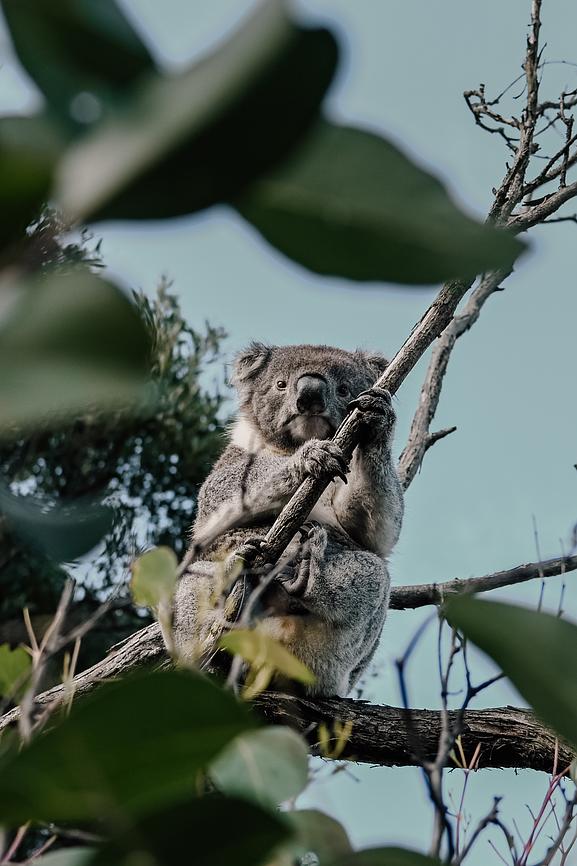 Go Koala Spotting Riparide