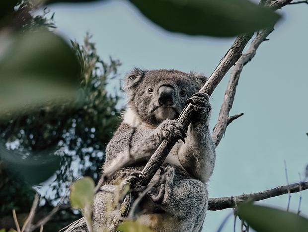 Photo 1 for Go Koala Spotting