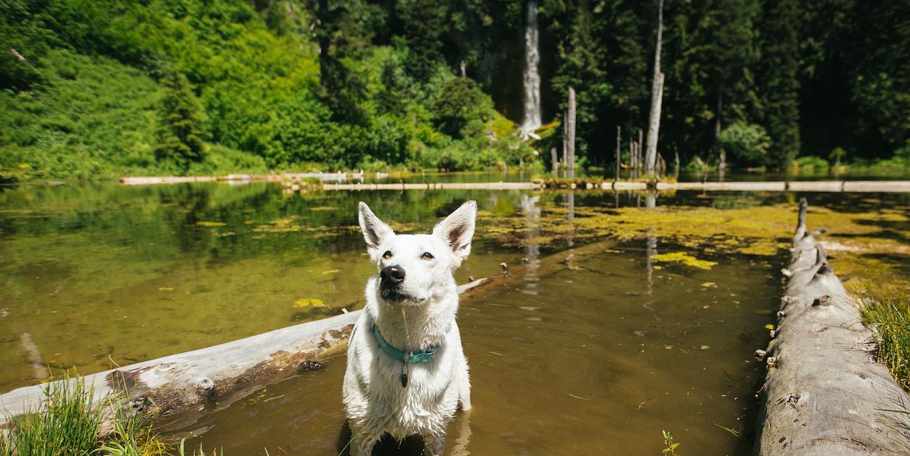NEW Waterfront AFrame Glamping Cabin Tiny house for Rent in Longview