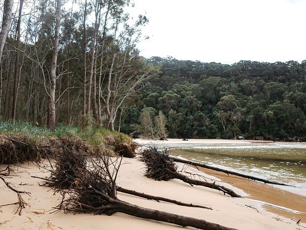 Photo 5 for Nature Walk Around Great Mackerel Beach