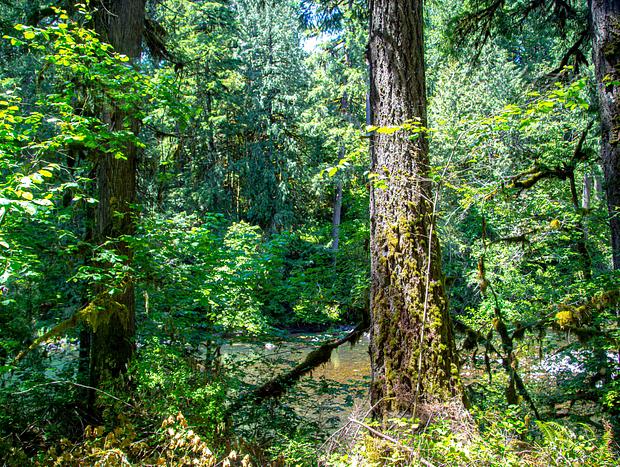 Photo 43 for S'More Tiny Home on River and Cedar Bath House