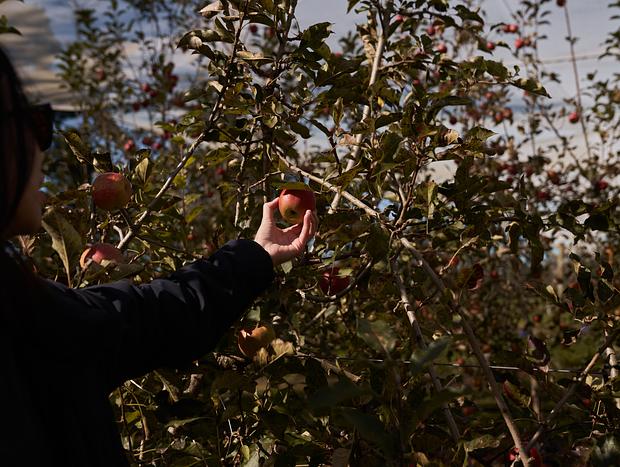 Photo 2 for Fruit Bowl Apple Picking