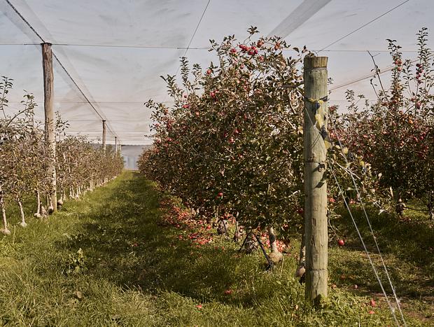 Photo 4 for Fruit Bowl Apple Picking