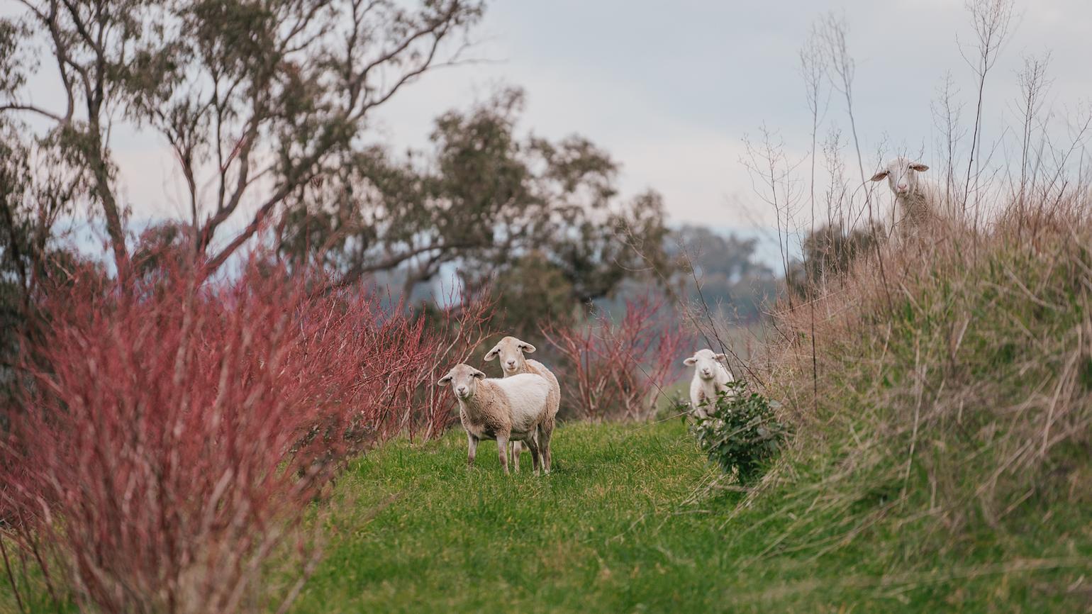 Meet The Locals Riparide