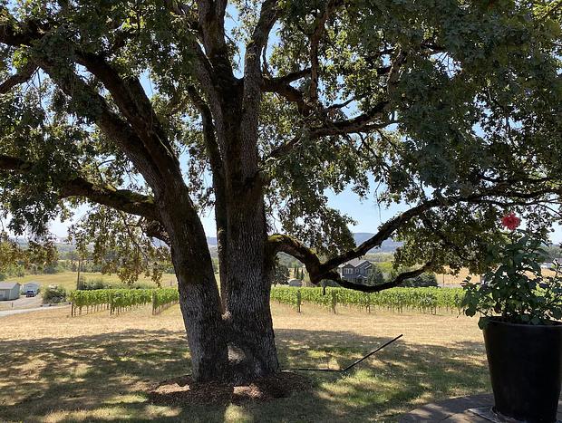 Photo 24 for Vineyard Barn at Aeolus Vineyard