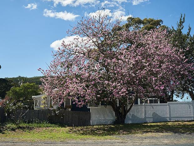 Photo 30 for Love Shack - Bohemian Surf Shack 3min to Umina Beach
