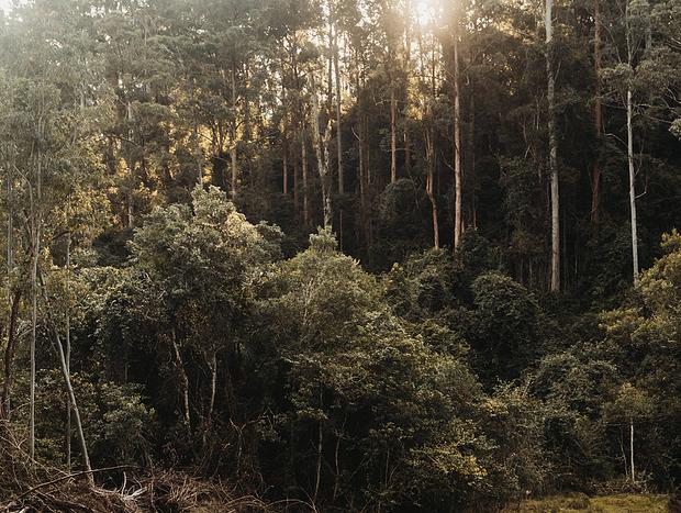 Photo 20 for Serene Forest Bathing at Nature Domes