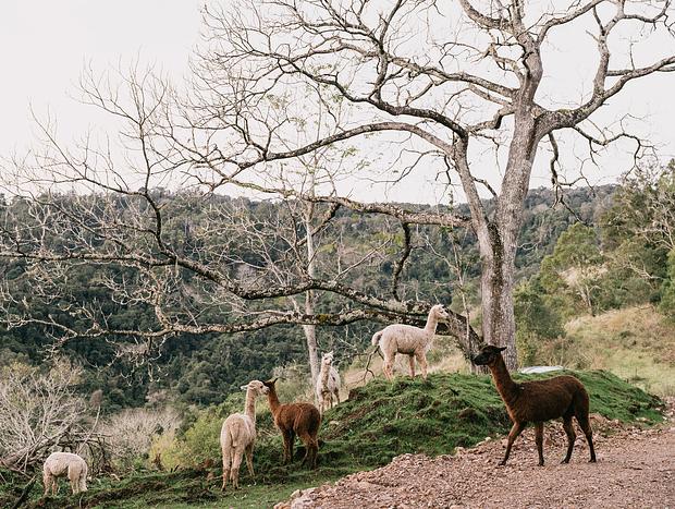 Photo 19 for Serene Forest Bathing at Nature Domes