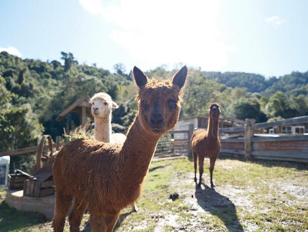 Photo 2 for Farm Visit