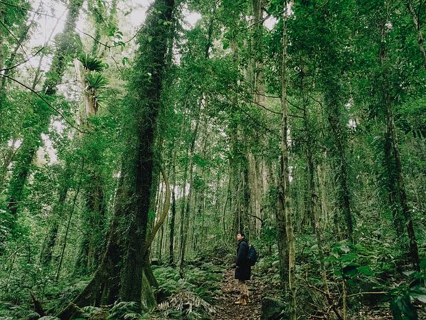 Photo 21 for Serene Forest Bathing at Nature Domes