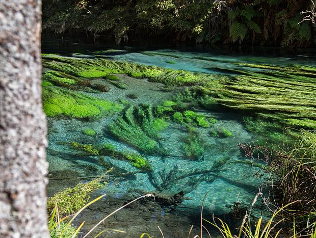 Photo 1 for Blue Spring Putaruru