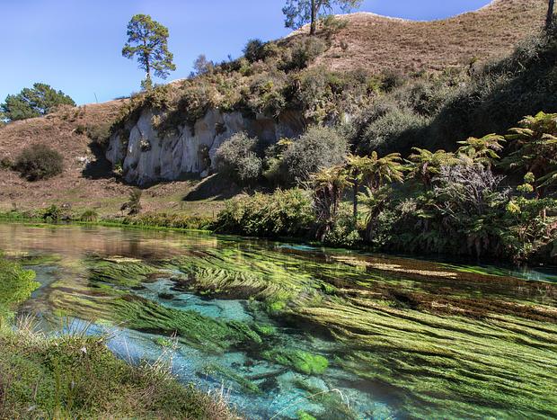 Photo 4 for Blue Spring Putaruru