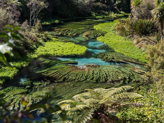 Photo 5 for Blue Spring Putaruru