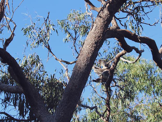 Photo 3 for Koala Spotting – Koalas Guaranteed!