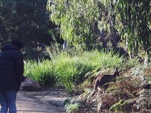 Photo 2 for Koala Spotting – Koalas Guaranteed!