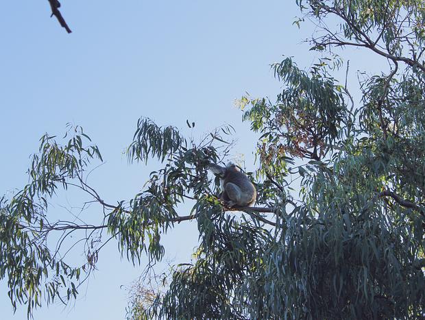 Photo 5 for Koala Spotting – Koalas Guaranteed!