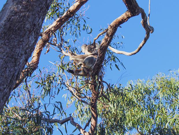 Photo 1 for Koala Spotting – Koalas Guaranteed!