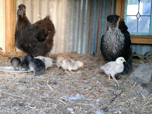 Photo 15 for Kinglake-Glenburn B&B and Glamping