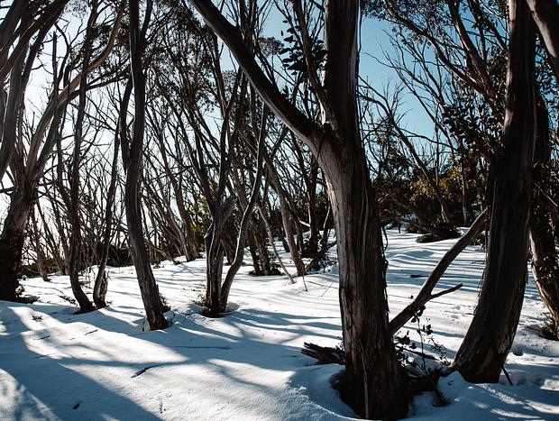 Photo 2 for Cross-Country Ski to Cricket Pitch Shelter