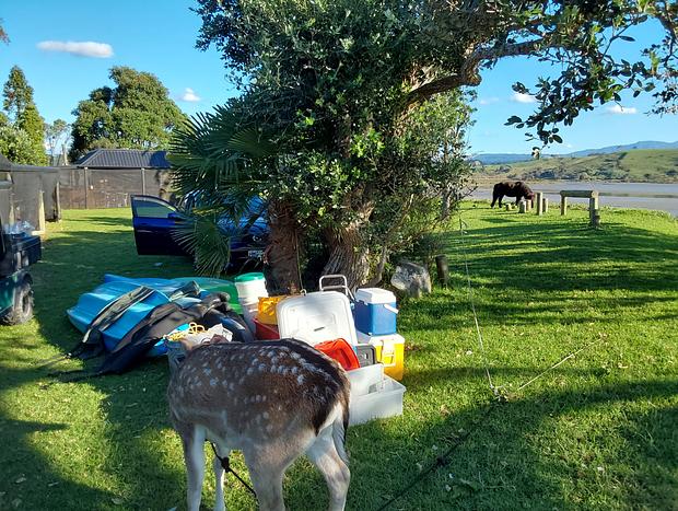 Photo 30 for Pahoia Beachstay - The Ducks Nest