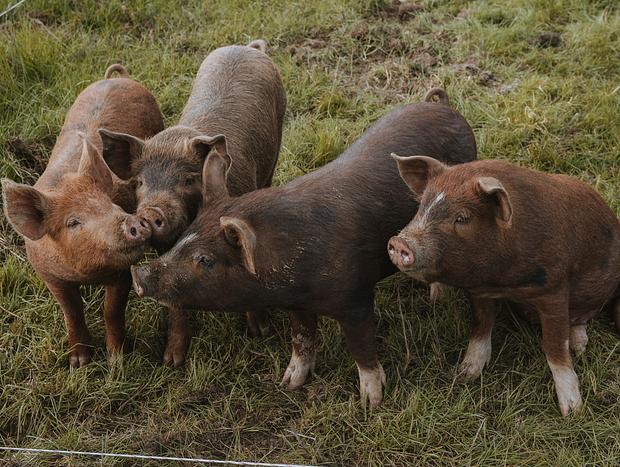 Photo 20 for Organic Farm Stay