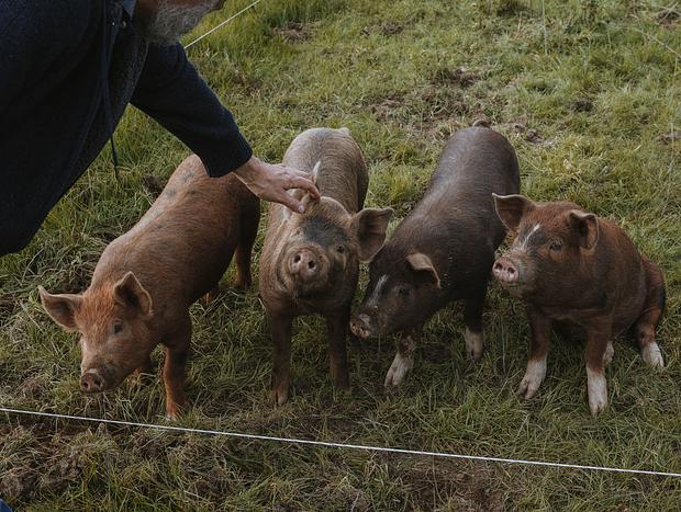 Photo 21 for Organic Farm Stay
