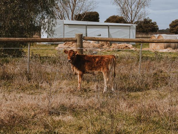 Photo 17 for Organic Farm Stay
