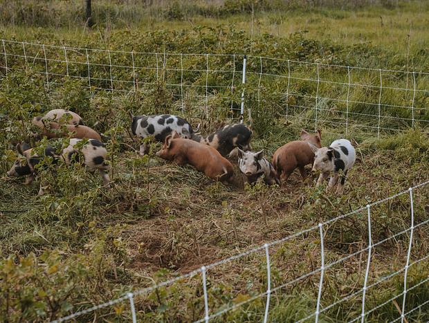 Photo 18 for Organic Farm Stay