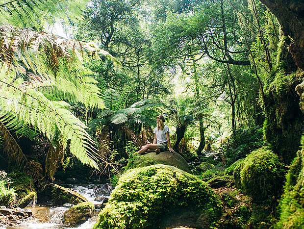 Rainforrest Gallery