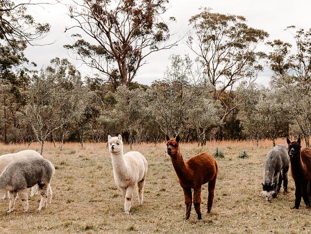 Photo 3 for Alpaca Farm