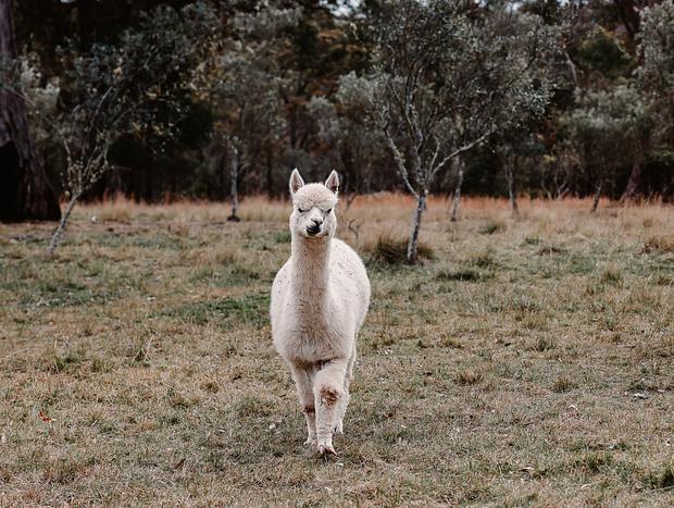 Photo 5 for Alpaca Farm