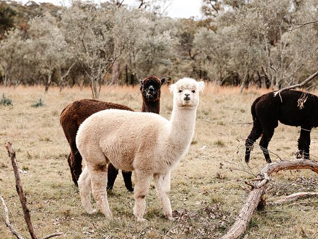 Photo 1 for Alpaca Farm