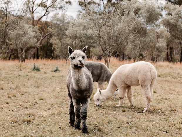 Photo 4 for Alpaca Farm