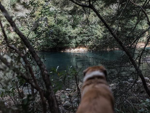 Photo 1 for Tongariro River Fishing Pools
