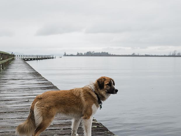 Photo 2 for Tokaanu Historic Wharf